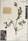 Foto von Salix juparica Goerz ex Rehder & Kobuski